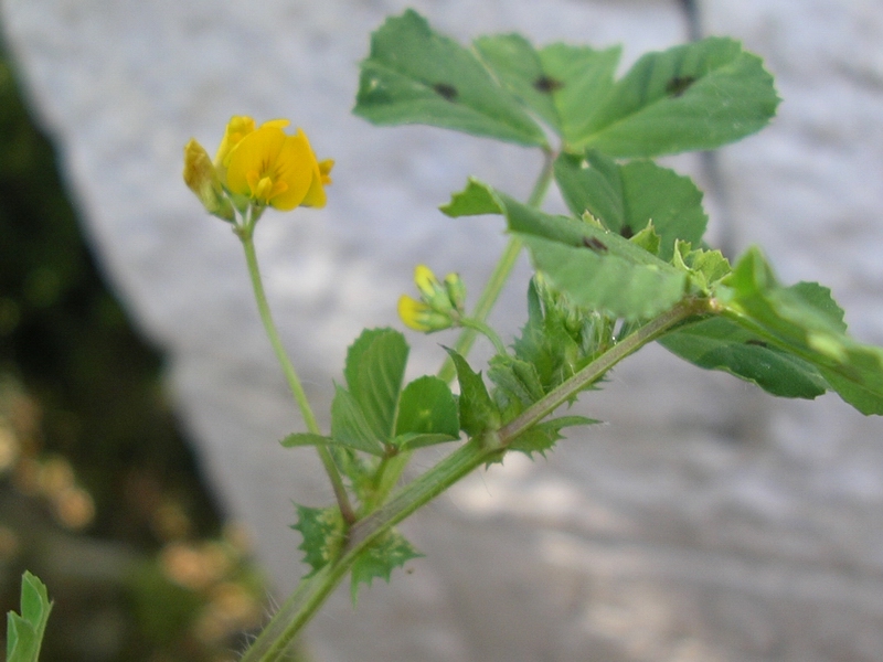 Medicago arabica / Erba medica araba